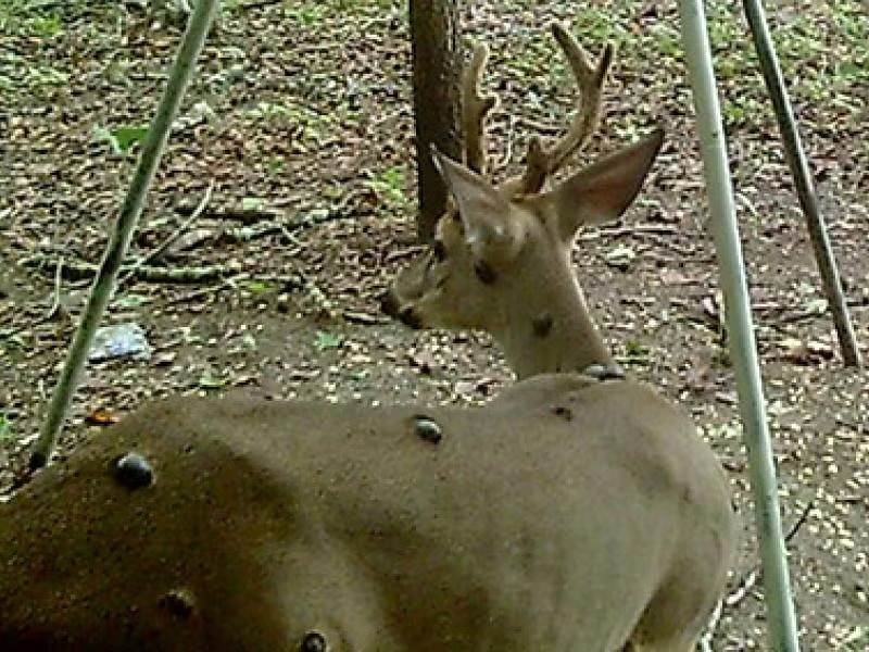 Mặc dù virus gây bệnh u xơ không lây sang người, nhưng các chuyên gia cảnh báo về một mối nguy hiểm gián tiếp. Những con hươu bị bệnh có thể mang theo ve, và những con ve này lại là vật chủ trung gian truyền bệnh Lyme – một căn bệnh nguy hiểm có thể lây sang người.