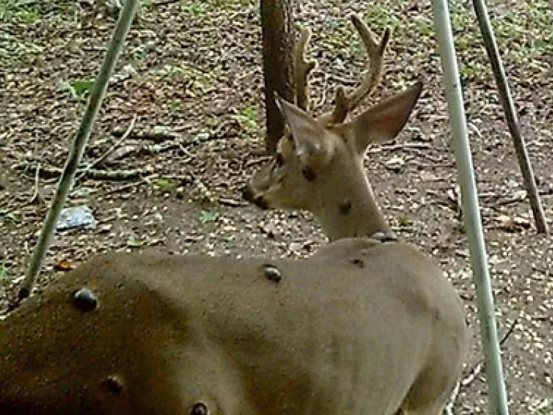 Mặc dù virus gây bệnh u xơ không lây sang người, nhưng các chuyên gia cảnh báo về một mối nguy hiểm gián tiếp. Những con hươu bị bệnh có thể mang theo ve, và những con ve này lại là vật chủ trung gian truyền bệnh Lyme – một căn bệnh nguy hiểm có thể lây sang người.