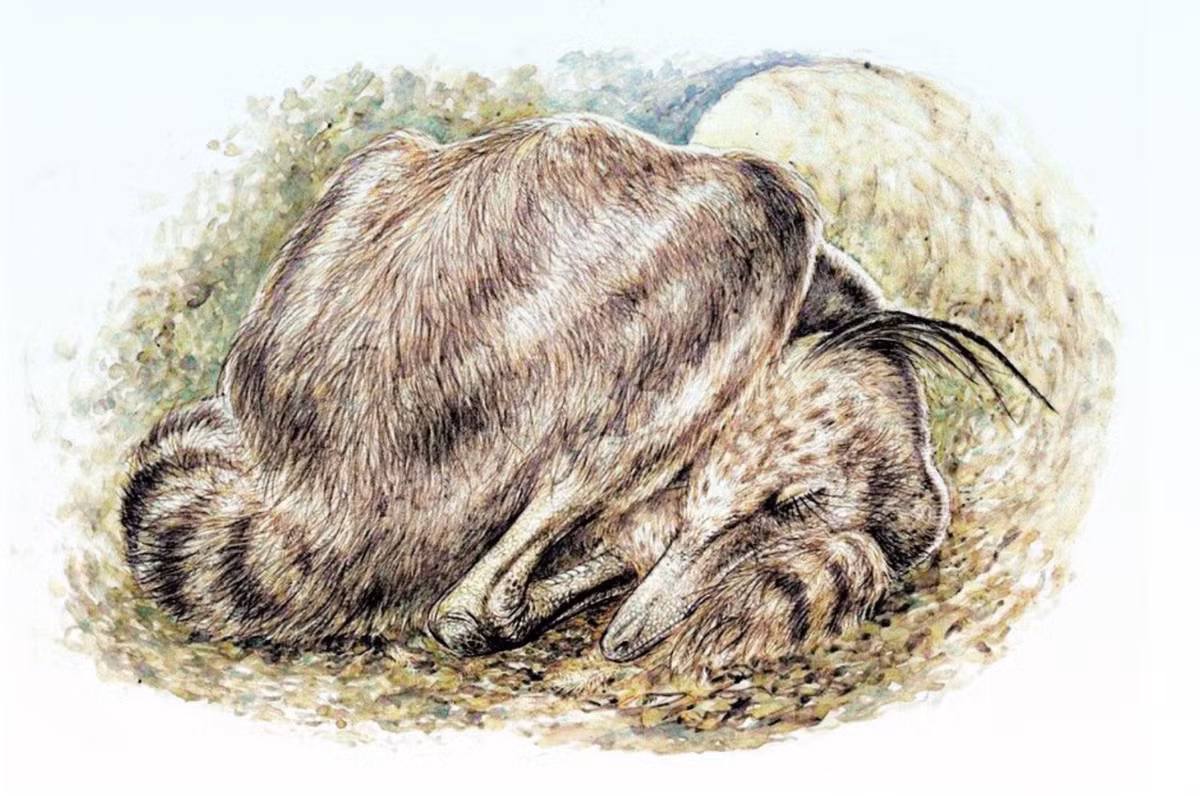 Đó là bộ xương của khủng long giống chim có tên là Jaculinykus yaruui, thuộc chi khủng long alvarezsaurid. Ảnh: @Đại học Hokkaido.