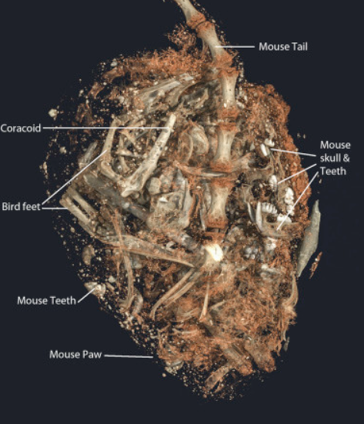 Họ tìm thấy đuôi của một con chuột nhà non (Mus musculus). Khi xem xét kỹ hơn phần mề và dạ dày, họ phát hiện thêm nhiều mảnh xương chuột khác, bao gồm 27 chiếc răng nhỏ, cho thấy con chim cắt này đã ăn nhiều con chuột trước đó trong ngày. Họ cũng tìm thấy các bộ phận của một con chim sẻ nhỏ. Ảnh: @Đại học Cairo.