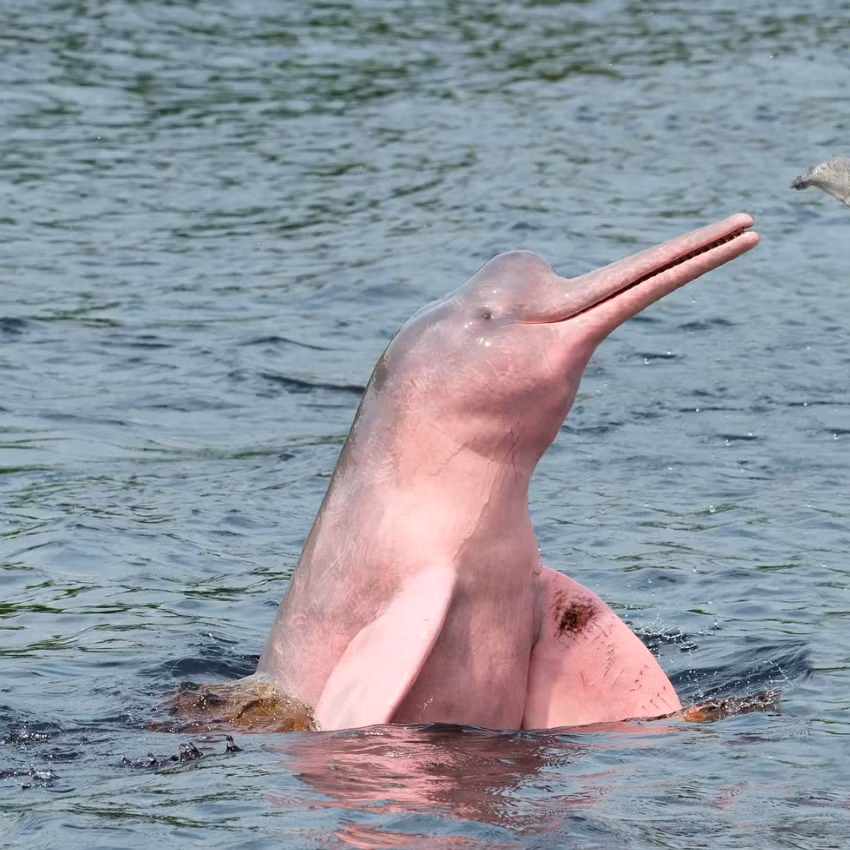 Vốn dĩ, loài cá heo nước ngọt ở sông Amazon đã chiếm được trái tim của mọi người trên thế giới, với làn da hồng khác thường. Nhưng loài cá heo nước ngọt này cũng là một trong những loài động vật có vú bị đe dọa nhất hành tinh. Ảnh: @Scientific American.