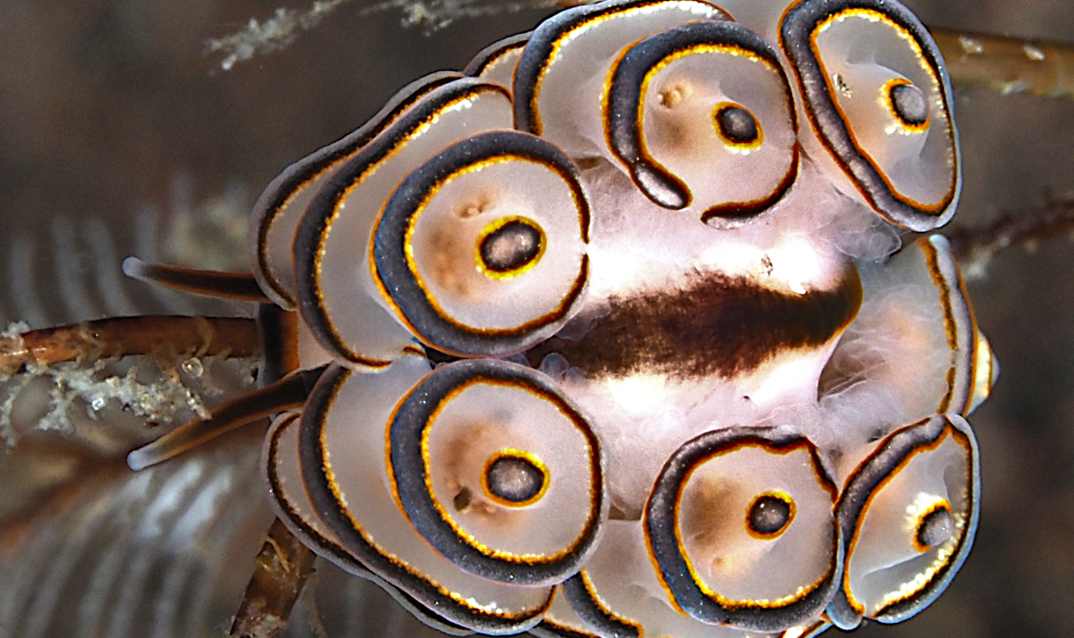 Các cấu trúc cerata hoa văn đầy màu sắc rực rỡ này còn được Doto greenamyeri sử dụng để ngụy trang, chiêu dụ bạn tình và cảnh báo động vật săn mồi...Ảnh: @reefguide.