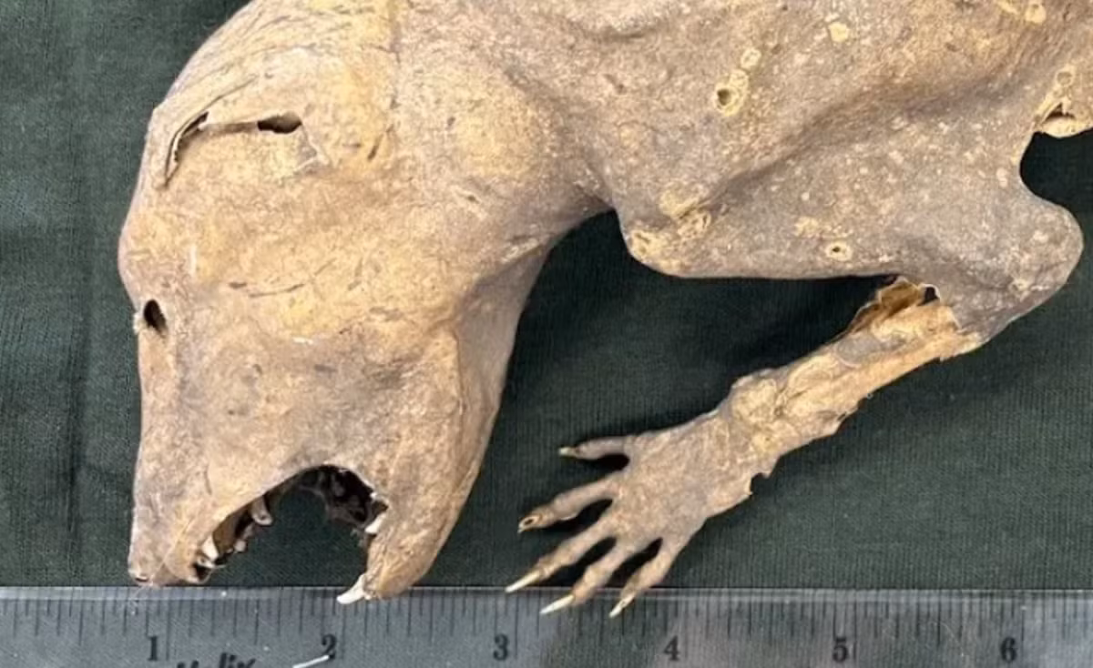 Điều đáng nói là sinh vật này có bàn tay rất giống bàn tay người. Ảnh: @Đại học Dundee.