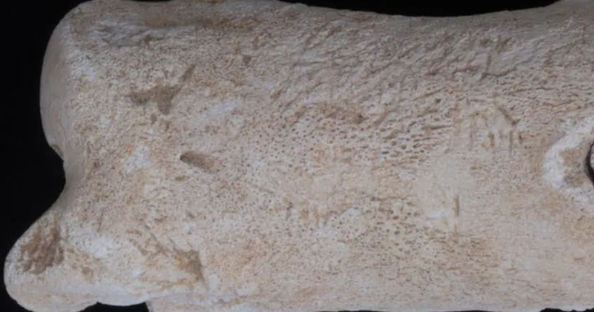 Chiếc còi dài khoảng 6,3 cm, nằm vừa vặn trong lòng bàn tay và có một lỗ duy nhất được đục xuyên qua. Ảnh: @Bộ Cổ Vật Ai Cập.