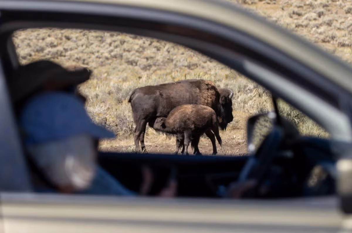 Vốn dĩ, Công viên quốc gia Yellowstone nổi tiếng với hệ động vật hoang dã đa dạng và phong phú. Du khách đến đây tham quan thường được nhìn thấy bò rừng bison, nai sừng tấm, gấu và các loài động vật khác, bao gồm chó sói, dê núi và sư tử núi... Ảnh: @Louise Howard.