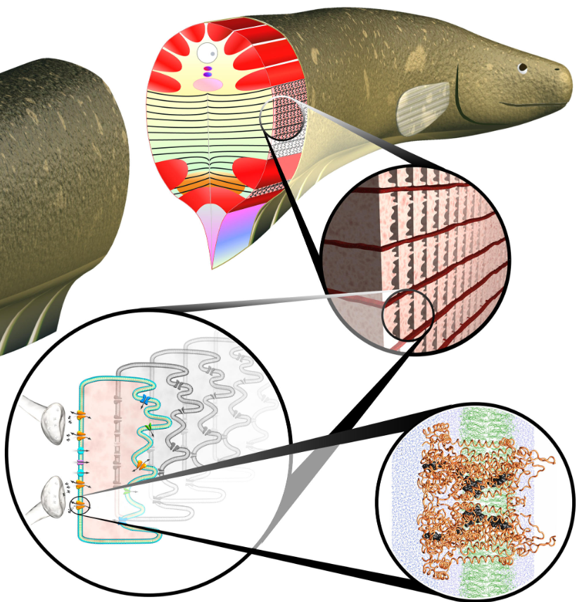 Sức mạnh của chúng đến từ các tế bào gọi là tế bào điện giải phóng điện, khi cá chình điện săn mồi hoặc khi nó cảm thấy bị đe dọa. Ảnh: @ Mongabay.
