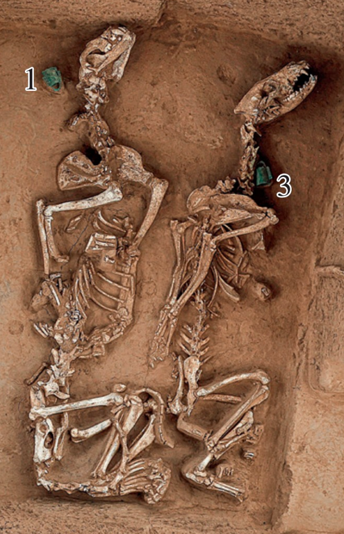 Điều này cho thấy những con vật này được nuôi nhốt chứ không phải săn bắn, cũng không phải dùng để tế lễ. Ảnh: @Viện Nghiên Cứu Khảo Cổ Trung Quốc.