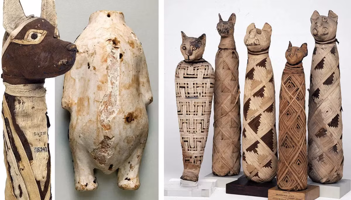 Người Ai Cập cổ đại tin vào nhiều vị thần và liên hệ các loài động vật khác nhau này với những vị thần đó. Ảnh: @Đại học Cairo.