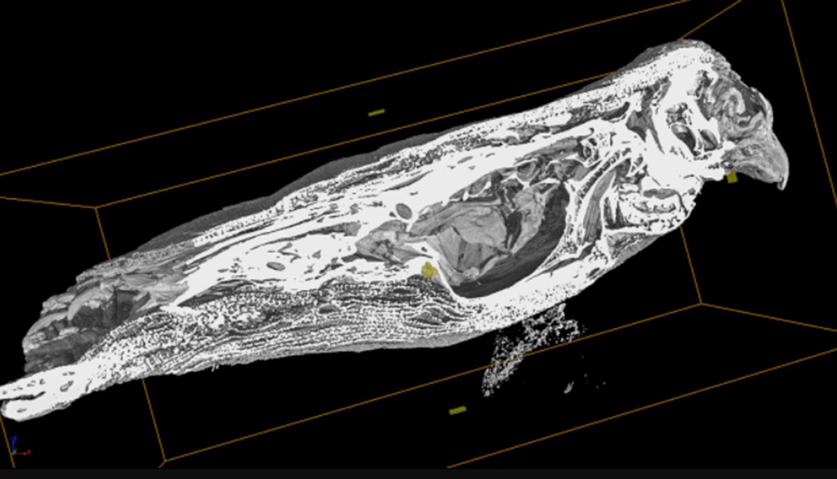 Vì con chim không bị moi ruột trước khi ướp xác, nên các nhà khoa học cũng có thể quan sát đường tiêu hóa của nó để xem bữa ăn cuối cùng của nó thực sự là gì. Ảnh: @Đại học Cairo.
