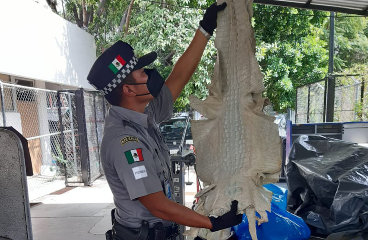Hơn 100 công ty tham gia vào hoạt động buôn bán các loài được bảo vệ cũng đã được xác định và bị truy tố. Ảnh: @interpol.