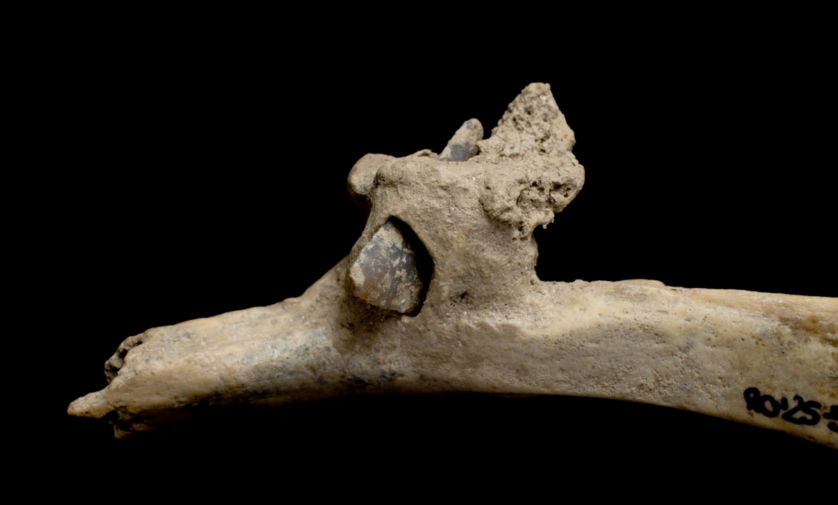 Đó là một mũi tên đá lửa ước tính có niên đại khoảng 4.000 năm tuổi, điều đáng nói là mũi tên đá lửa này ghim vào trong xương sườn hài cốt của một người bản địa cổ xưa nào đó. Ảnh: @Viện Cổ sinh thái học con người và tiến hóa xã hội Catalan.