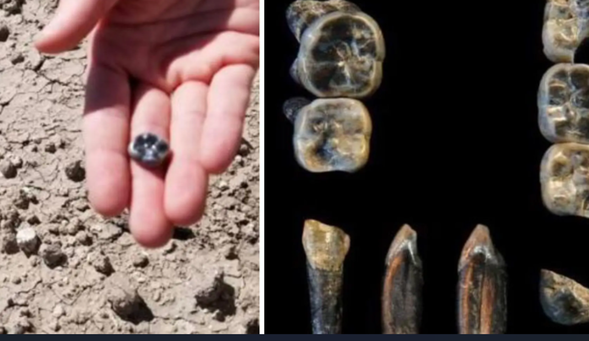 Những chiếc răng cổ này thuộc về một loài người Homo sống ở vùng Afar của Ethiopia và có niên đại trùng với tổ tiên loài người Australopithecus từng sinh sống cách đây từ 2,6 đến 2,8 triệu năm trước. Ảnh: @Tiến sĩ Kaye Reed.