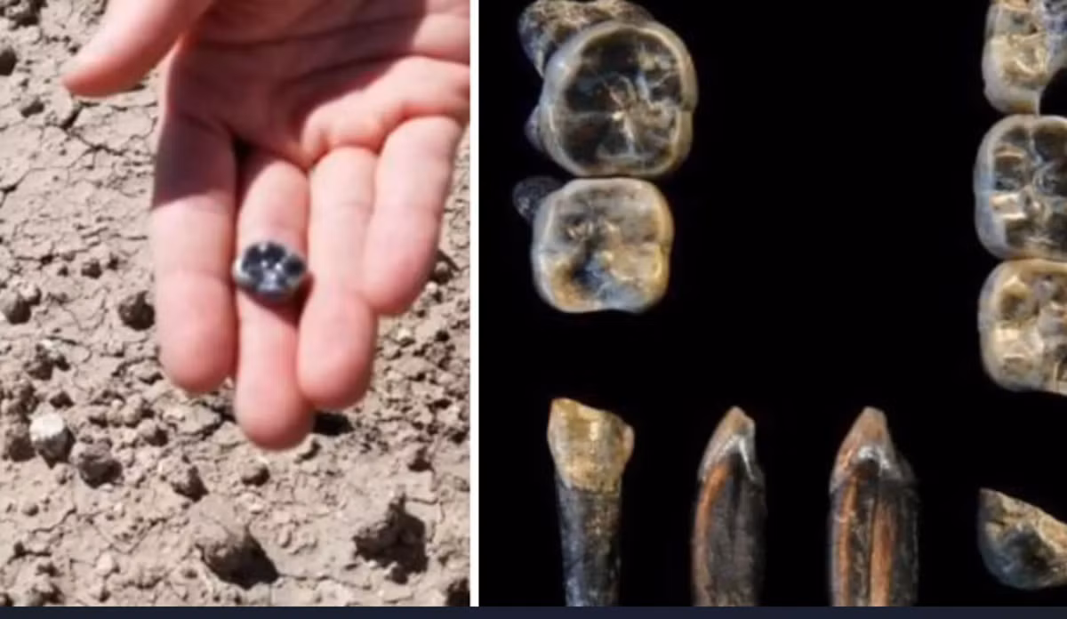 Những chiếc răng cổ này thuộc về một loài người Homo sống ở vùng Afar của Ethiopia và có niên đại trùng với tổ tiên loài người Australopithecus từng sinh sống cách đây từ 2,6 đến 2,8 triệu năm trước. Ảnh: @Tiến sĩ Kaye Reed.