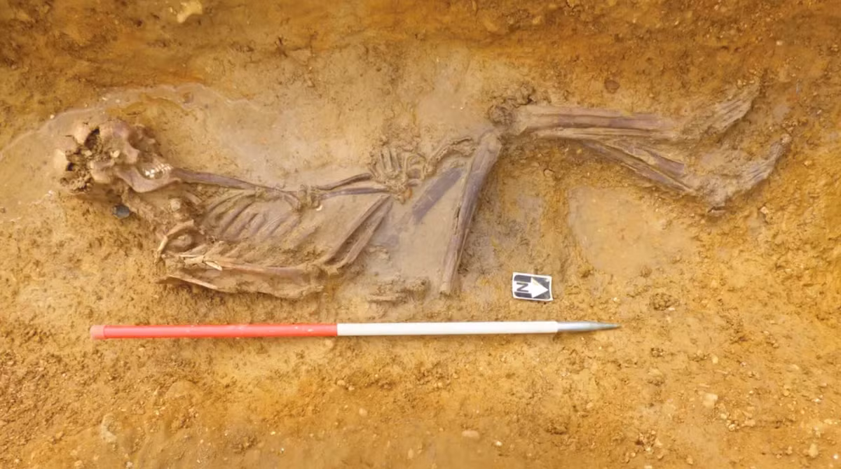 Ở nghiên cứu mới nhất, các chuyên gia đã khai quật được hàng trăm ngôi mộ, bao gồm cả các hình thức chôn cất và hỏa táng. Ảnh: @Oxford Cotswold Archaeology.