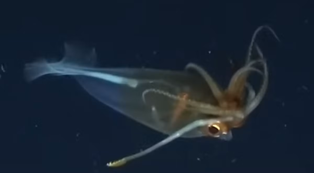 Cơ thể của nó trong suốt một phần, với các cơ quan phát quang sinh học tạo ra ánh sáng ma quái trong bóng tối vĩnh cửu của đáy biển sâu Nam Cực. Ảnh: @Aaron Evans.