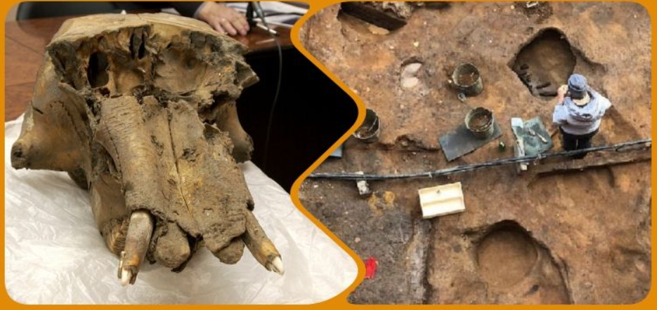 Các kỹ thuật thăm dò, phân tích khảo cổ học chuyên sâu cho thấy, đó là một hộp sọ voi ma mút nhưng hộp sọ này đã được sử dụng để lưu trữ đồ vật. Điều này ngay lập tức gây sốc các chuyên gia khảo cổ học Nga. Ảnh: @Viện Hàn lâm Khoa học Nga.