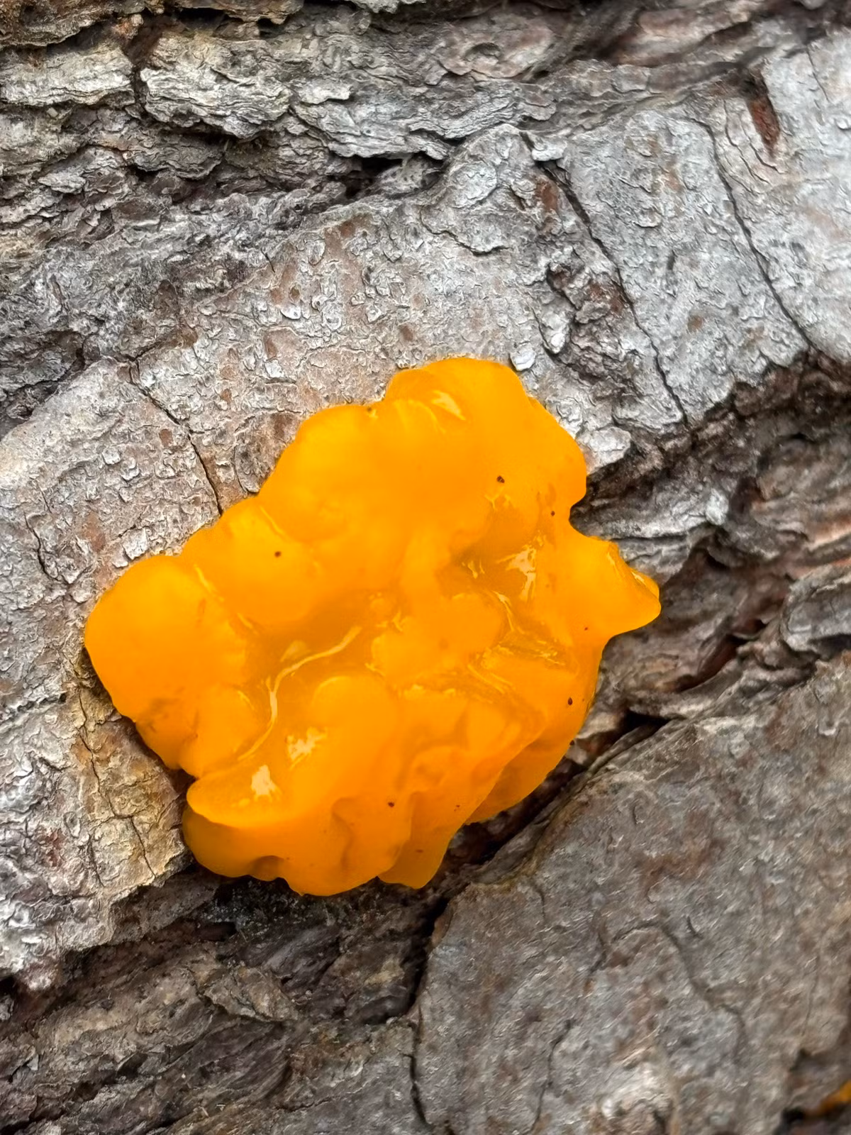 Trong một câu chuyện dân gian khác, người ta tin rằng, một người có thể tự vệ khỏi ma thuật, bằng cách ném nấm bơ phù thủy vào ngọn lửa đang cháy. Ảnh: @Reddit.