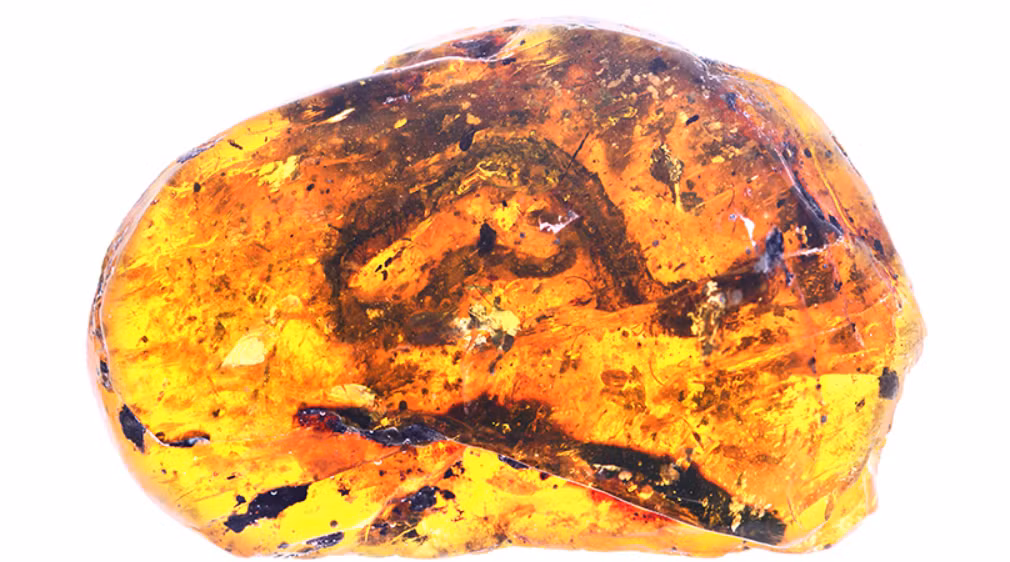 Đó là một mảnh hổ phách có tên là Kachin, có niên đại cách đây 99 triệu năm trước (giữa kỷ Phấn trắng). Ảnh: @Viện Địa chất và Cổ sinh vật học Nam Kinh.