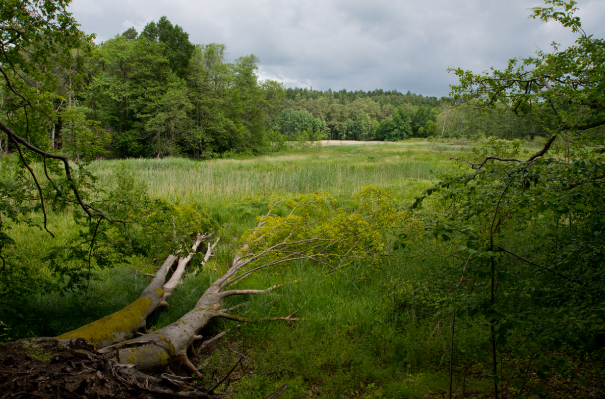 Khi tiến hành khai quật tại Khu rừng Starogard gần Kociewie, Ba Lan, các chuyên gia đến từ Cơ quan Bảo tồn Di tích Quốc gia Pomerania bất ngờ tìm thấy hàng loạt vật thể lạ. Ảnh: @Cơ quan Bảo tồn Di tích Quốc gia Pomerania.