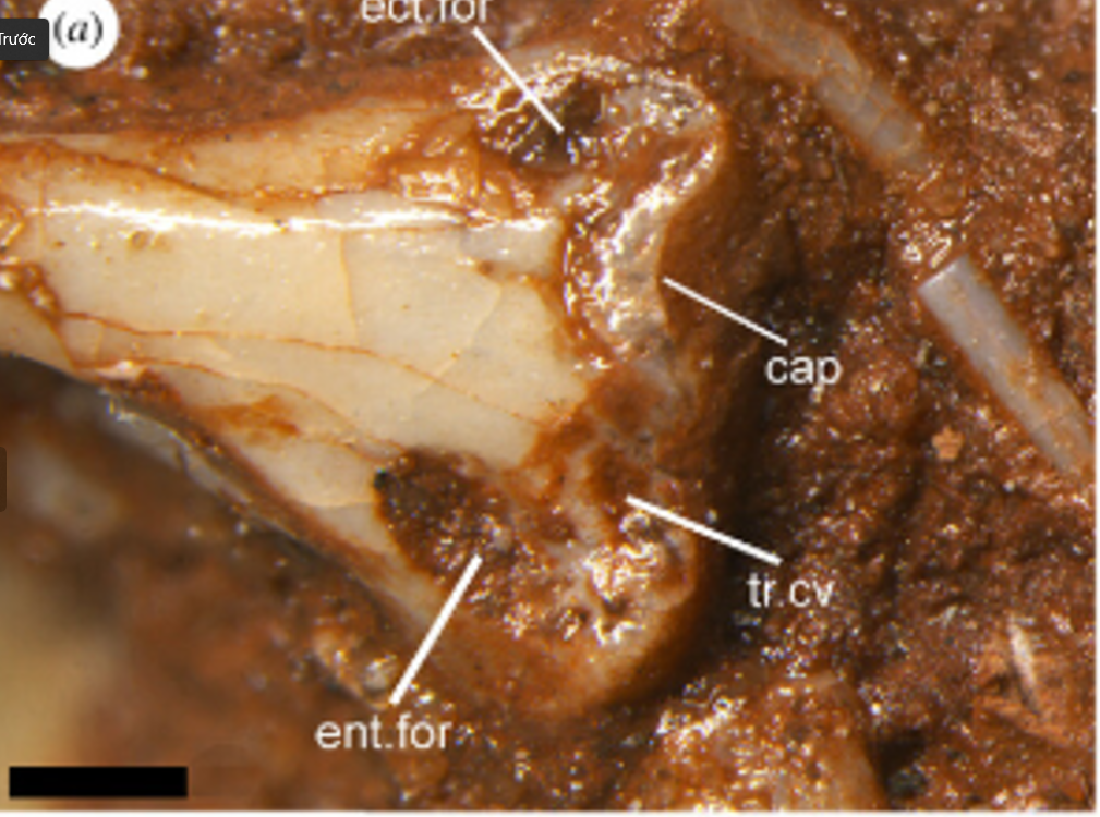 Có quan điểm đối lập cho rằng, Cryptovaranoides microlanius không phải là thằn lằn, hay thậm chí không phải là họ hàng của thằn lằn, mà nó thực chất là một loài khủng long chân thằn lằn, có quan hệ họ hàng gần hơn với cá sấu và khủng long. Ảnh: @David Whiteside.