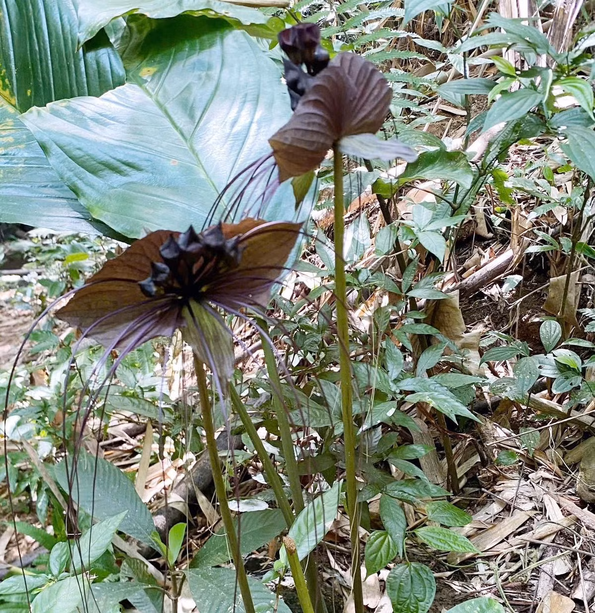 Cây hoa dơi đen còn gọi là cây râu hùm, một loài thực vật hiếm có hình thái độc đáo. Cây này có cụm hoa màu đen tím, hai lá lớn như cánh dơi, cùng nhiều sợi râu dài dạng buông rủ, tất cả tạo nên hình thái kỳ lạ và hiếm thấy có trong tự nhiên. Ảnh: @Báo Tiền Phong.