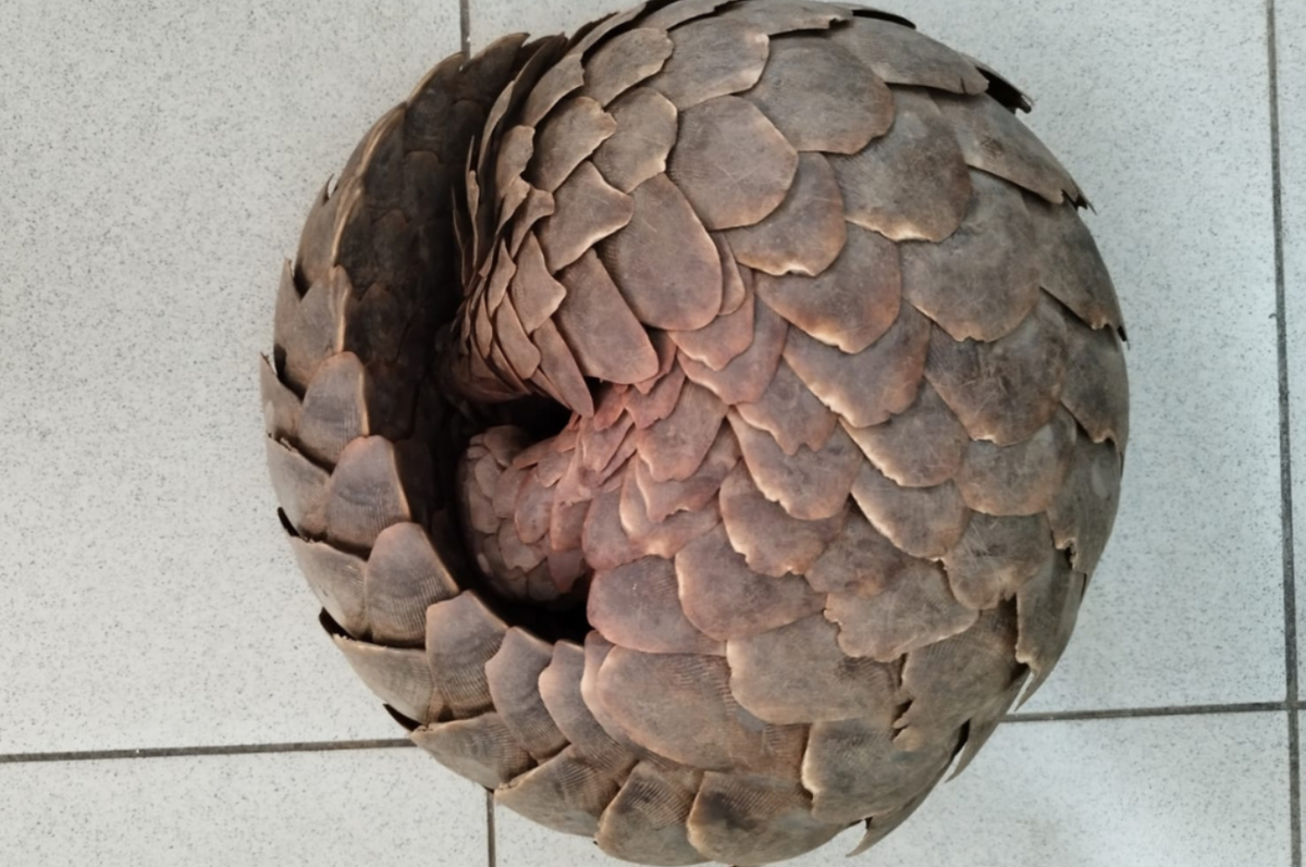 Các loài động vật sống, bao gồm mèo lớn, chim, tê tê, linh trưởng và bò sát đã được giải cứu liên quan đến 2.213 vụ bắt giữ trên toàn thế giới. Ảnh: @interpol.