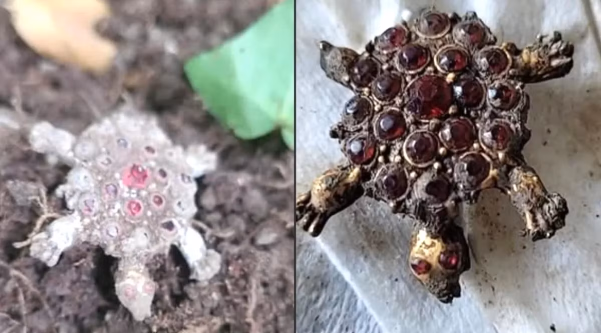 Kết quả cho thấy, đó là một chiếc trâm cài nhỏ bé, hình mai rùa được chế tác tỉ mỉ. Ảnh: @Albert Cole.