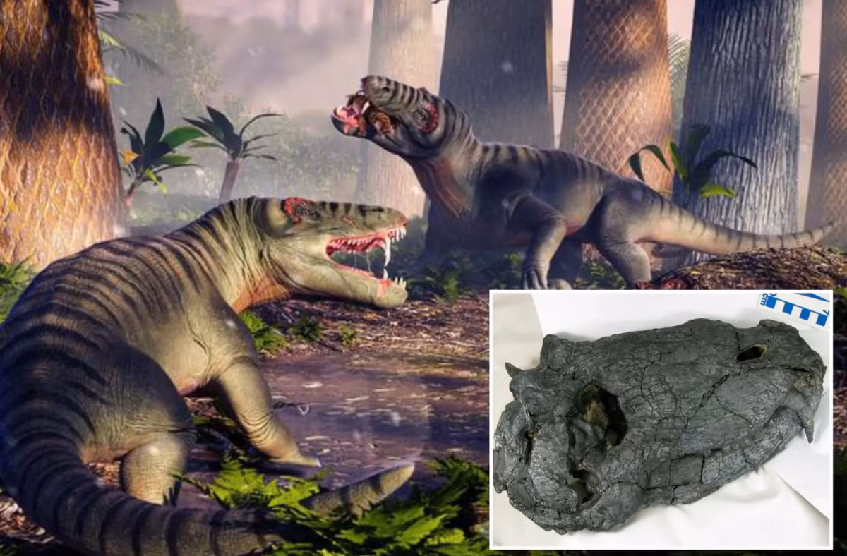 Pampaphoneus biccai thuộc nhánh khủng long Dinocephalia. Loài động vật ăn thịt cổ đại này sống trước cả thời kỳ tuyệt chủng hàng loạt cuối kỷ Permi -một sự kiện tuyệt chủng lớn nhất trong lịch sử Trái Đất đã xóa sổ 86% tất cả các loài động vật trên toàn thế giới. Ảnh: @Felipe Pinheiro.