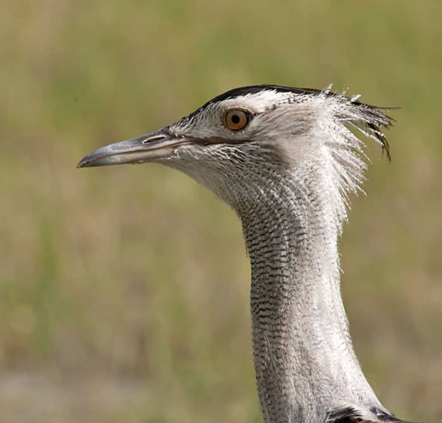 Chim ô tác Kori có lông cổ màu trắng muối tiêu, lông lưng có màu nâu xám. Ảnh: @Focusing on Wildlife.
