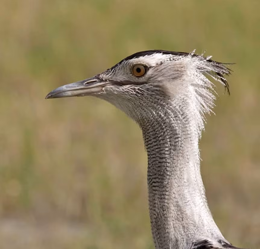 Chim ô tác Kori có lông cổ màu trắng muối tiêu, lông lưng có màu nâu xám. Ảnh: @Focusing on Wildlife.