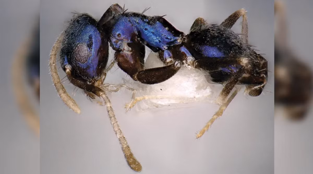 Chính diện mạo sáng bóng này đã giúp các chuyên gia dễ dàng tìm ra chúng ở trong rừng. Ảnh: @Sahanashree.