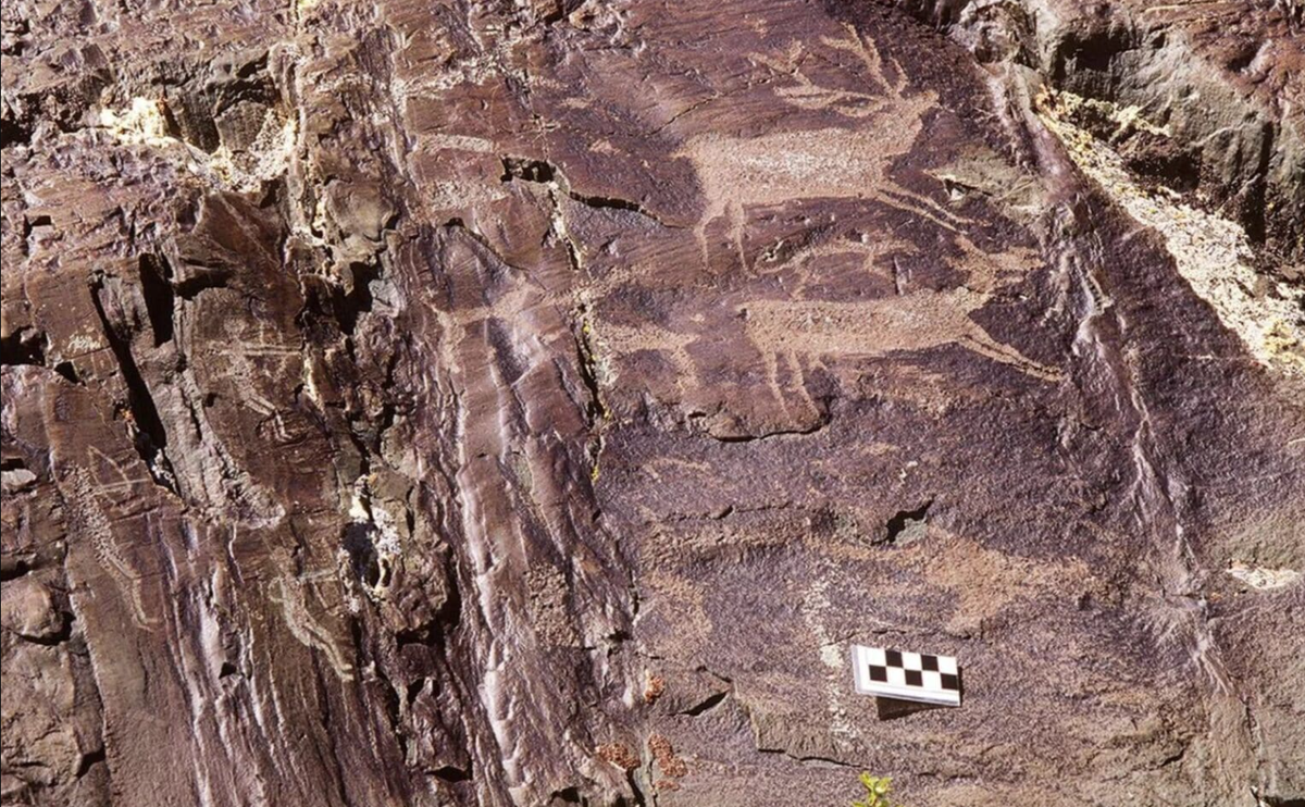 Ban đầu, những bản khắc này mô tả nai sừng tấm với độ chân thực đáng kinh ngạc, phản ánh sự hiểu biết sâu sắc của người xưa về thế giới tự nhiên. Ảnh: @Tạp chí Khảo cổ học Cambridge.