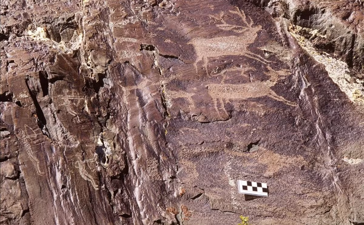 Ban đầu, những bản khắc này mô tả nai sừng tấm với độ chân thực đáng kinh ngạc, phản ánh sự hiểu biết sâu sắc của người xưa về thế giới tự nhiên. Ảnh: @Tạp chí Khảo cổ học Cambridge.