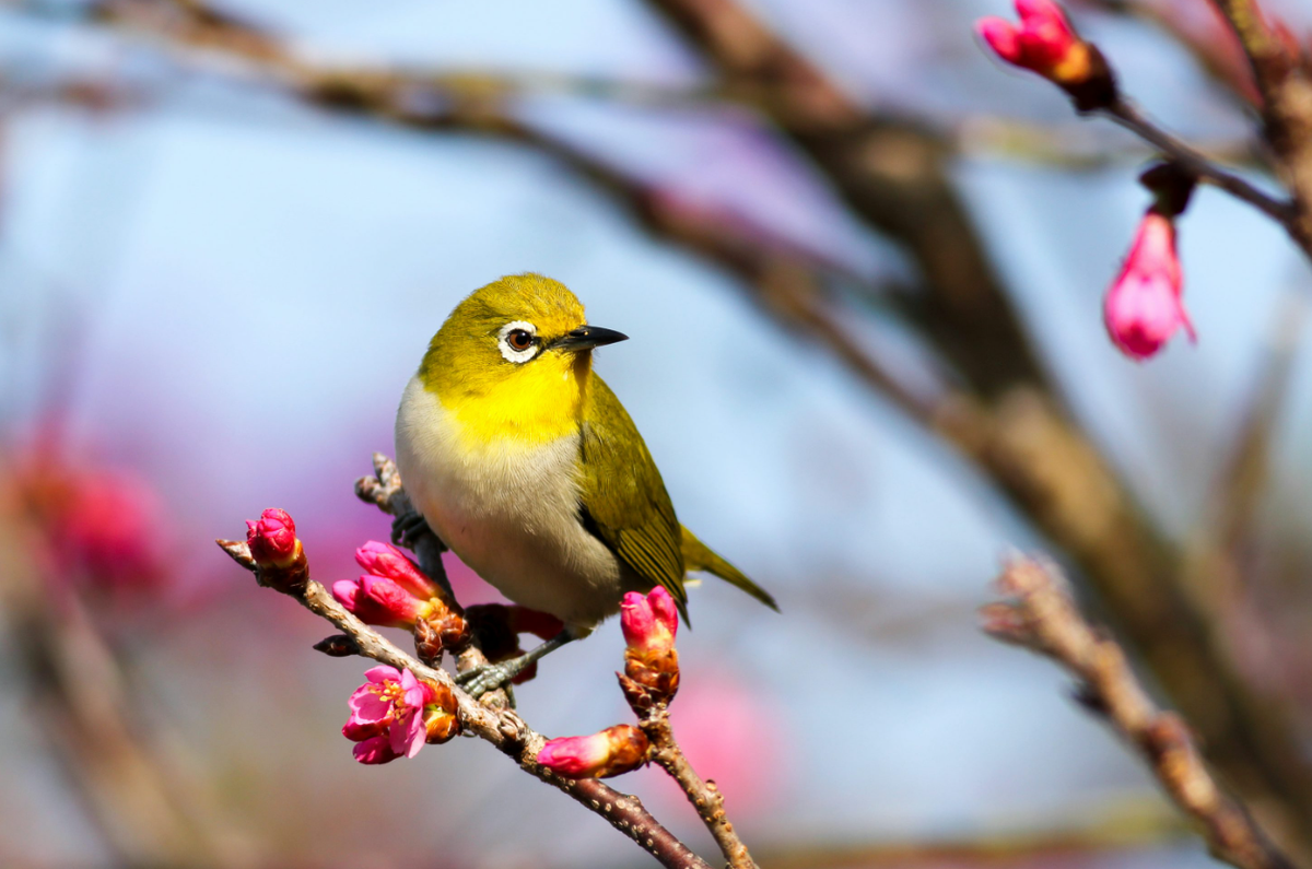 Trong khi một số loài được ghi vào sách kỷ lục Guinness Thế giới vì khả năng chịu đựng đáng kinh ngạc, bay lượn trong nhiều ngày mà không chạm đất, chúng ta hãy cùng xem xét kỹ hơn loài chim nặng nhất thế giới nhưng biết bay. Ảnh: @eBird.