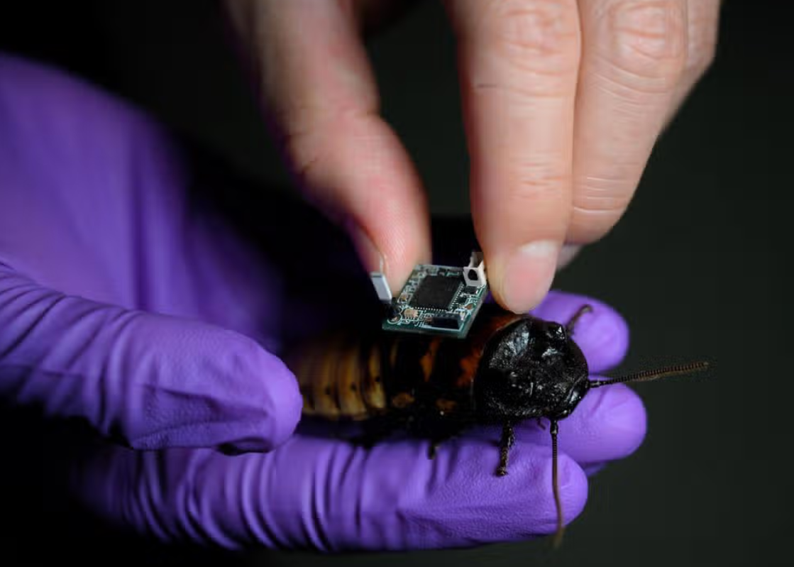 Vậy làm thế nào để tạo ra một con gián cyborg? Hirotaka Sato, giáo sư tại Đại học Công nghệ Nanyang, cho biết, quá trình này chỉ mất 15 đến 20 phút. Ảnh: @ The Straits Times.