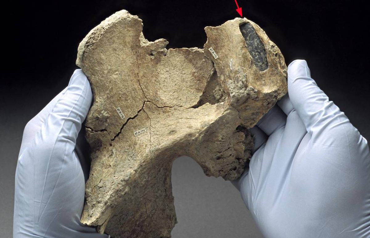 Có thể, quần thể bộ tộc chưa từng được biết đến này từng phát triển mạnh mẽ ở Argentina thời tiền sử, nhưng dấu vết họ để lại khá là hiếm, ngoài những bộ hài cốt tiền sử tập thể. Ảnh: @Bảo Tàng Quốc Gia Argentina.