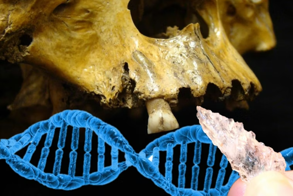 Kết quả cho thấy, những bộ hài cốt này thuộc về thời tiền sử, có niên đại cách đây khoảng 8.500 năm trước. Ảnh: @Bảo Tàng Quốc Gia Argentina.