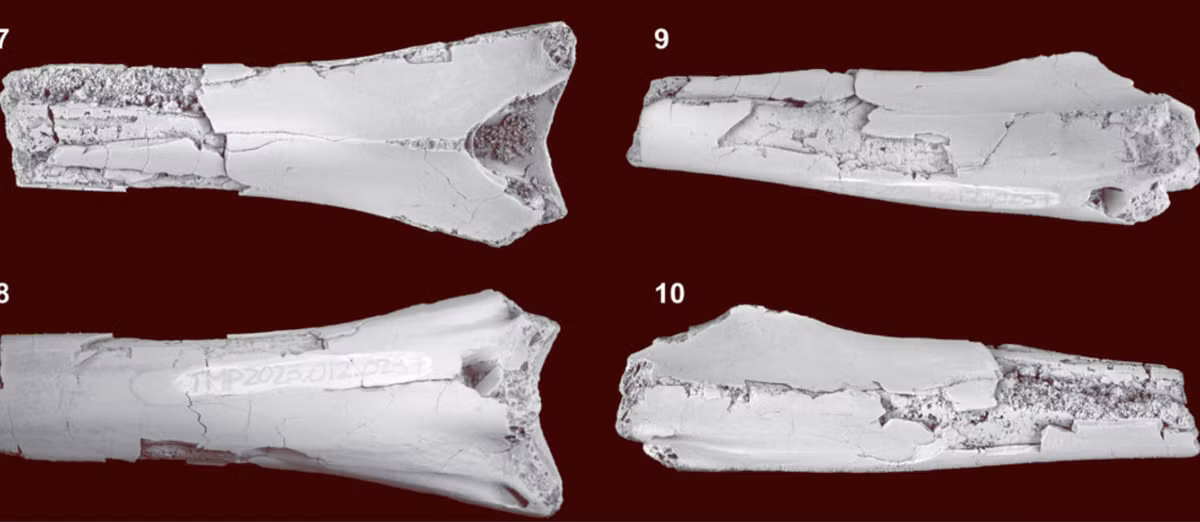 Các công tác nghiên cứu, phân tích khảo cổ chuyên sâu qua kỹ thuật quét vi mô CT cho thấy, hóa thạch đốt sống cổ này có vết cắn kỳ lạ, tạo nên vết thủng tròn rộng. Ảnh: @Bảo tàng Cổ sinh vật học Hoàng gia Tyrrell.