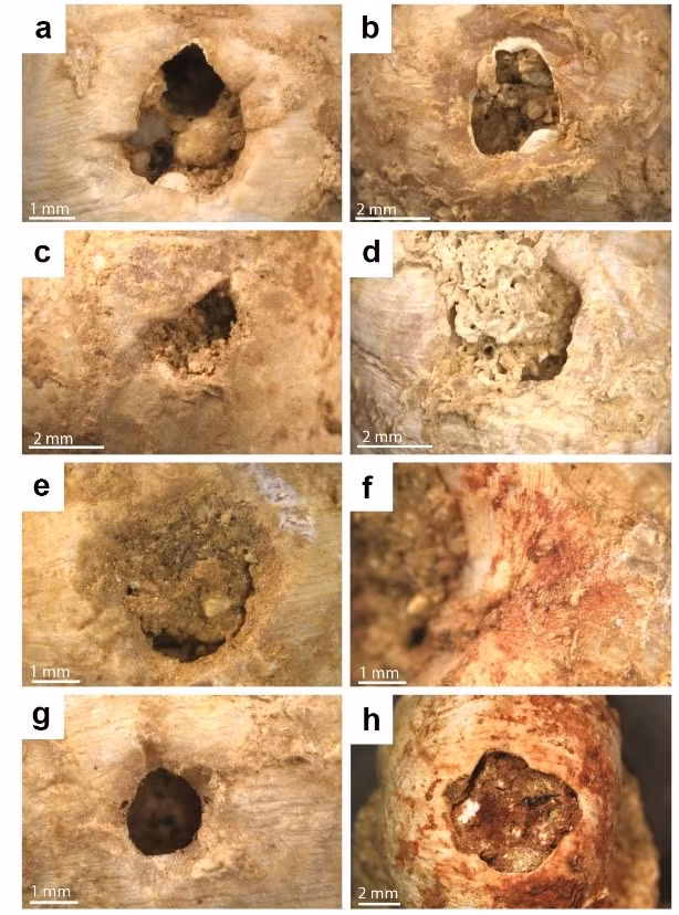 Xưởng chế tác này do cộng đồng văn minh Châtelperronian trực tiếp xây dựng và hình thành. Ảnh: @Đại học Toulouse 2.