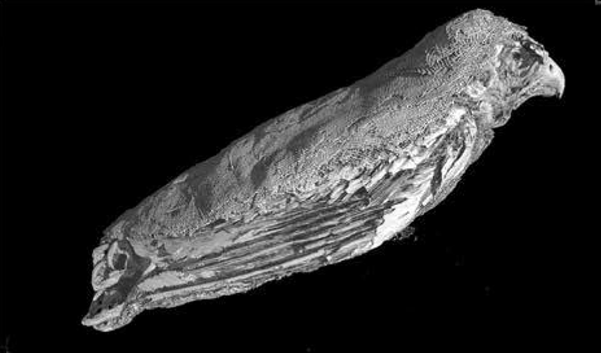 Các nhà khoa học đã tiến hành khám nghiệm tử thi trên một xác ướp chim săn mồi, được dán nhãn SACHM 2575. SACHM 2575 được quét bằng phương pháp chụp CT (chụp cắt lớp vi tính) và các nhà nghiên cứu đã tạo ra hình ảnh ba chiều về con chim này. Ảnh: @Đại học Cairo.