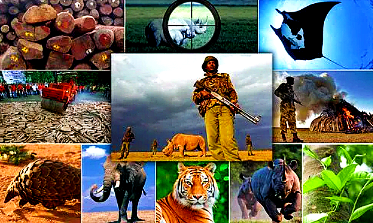 Theo đó, gần 20.000 động vật sống, tất cả đều là loài có nguy cơ tuyệt chủng hoặc đang được bảo vệ, đã bị thu giữ trong một chiến dịch toàn cầu chống lại các mạng lưới buôn bán động vật hoang dã và lâm nghiệp, do Tổ chức Cảnh sát Hình sự Quốc tế (INTERPOL) và Tổ chức Hải quan Thế giới (WCO) phối hợp thực hiện. Ảnh: @ Outdoors.