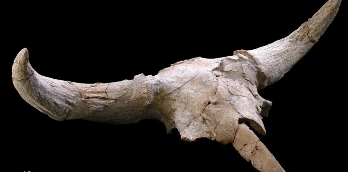 Tuy nhiên, việc không tìm thấy bất kỳ hài cốt động vật nào khác cho thấy những con vật này đã bị giết mổ ở nơi khác và chỉ có đầu của chúng được mang đến hang động. Điều này cho thấy, những hộp sọ động vật có chức năng mang tính biểu tượng, chẳng hạn như "chiến lợi phẩm săn bắn" hoặc là vật dụng nghi lễ bản địa cổ xưa. Ảnh: @Martín-Perea.