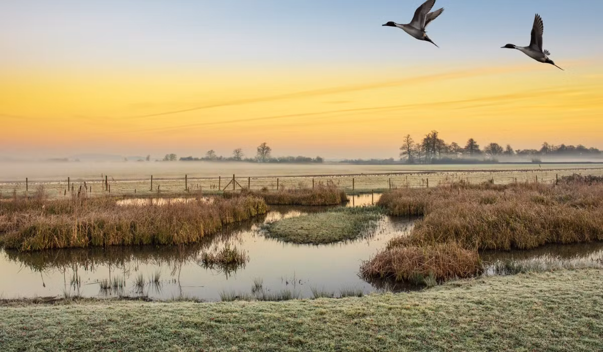 Một nhóm các chuyên gia đến từ Viện Khảo cổ Wessex khi khai quật đồng cỏ Moor tại Arne, ngoại ô cảng Poole tại Dorset, miền nam nước Anh thì bất ngờ tìm thấy được một vật thể lạ. Ảnh: @Viện Khảo cổ Wessex. Ảnh: @Viện Khảo cổ Wessex.