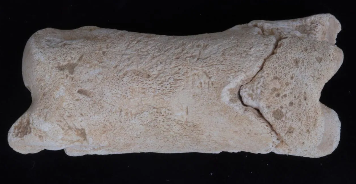 Ước tính, chiếc còi xương này có niên đại khoảng 3.300 năm tuổi. Ảnh: @Bộ Cổ Vật Ai Cập.