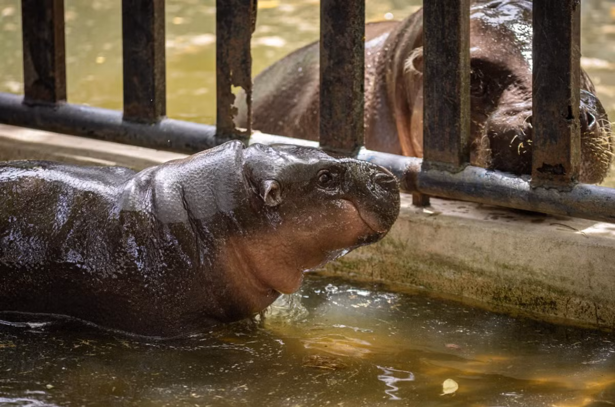 Bất chấp tiếng ồn ào của du khách gọi tên, Moo Deng vẫn tỏ ra bình thản khi ngâm mình trong ao nước trong khu vực chuồng của mình. Ảnh: @Vườn thú mở Khao Kheow.