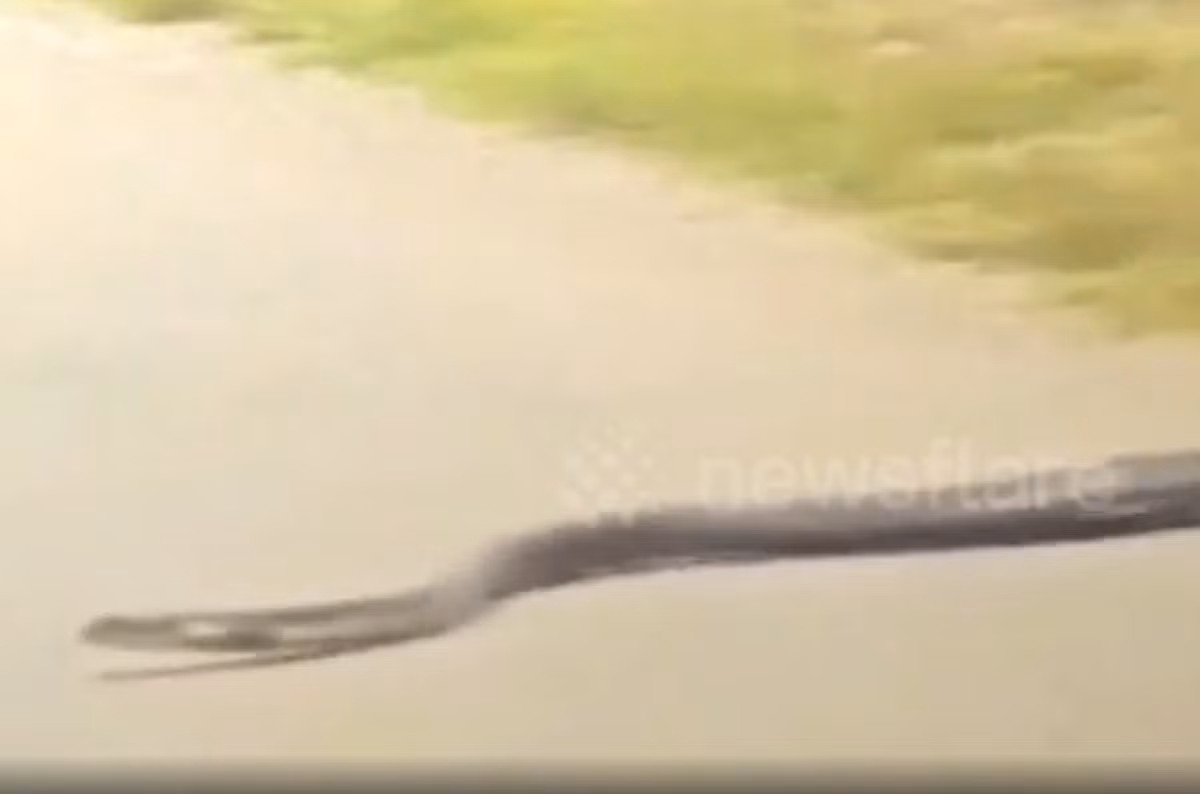 Con rắn hổ mang trong đoạn video này dài 3 mét, cuối cùng đã quay trở lại bụi rậm bên kia đường, khiến nữ tài xế thở phào nhẹ nhõm nhưng vẫn rất lo lắng. Cô ấy kêu gọi người dân địa phương ở Amphoe Pong, tỉnh Phayao, Thái Lan phải luôn cảnh giác. Cô nói: “Con rắn này có thể quay lại và chúng ta cần phải thận trọng. Tôi không muốn bất kỳ ai khác lại có màn đối đầu giống như tôi”. Ảnh: @Newsflare.