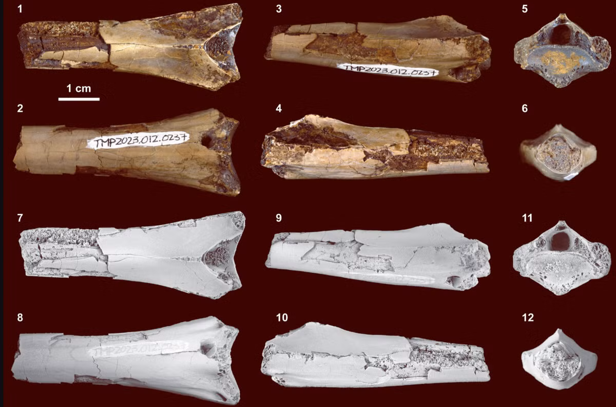 Chiều dài tổng thể của đốt sống cổ này là 9,4 cm. Ảnh: @Bảo tàng Cổ sinh vật học Hoàng gia Tyrrell.