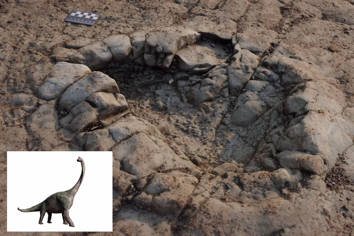 Trong quá trình thực địa, nhóm cũng phát hiện ra một số lượng lớn hài cốt khủng long, bao gồm hài cốt của một loài động vật lớn giống khủng long Plateosaurus và một số xương có thể thuộc về loài khủng long theropod ăn thịt. Ảnh: @Owain Evans.