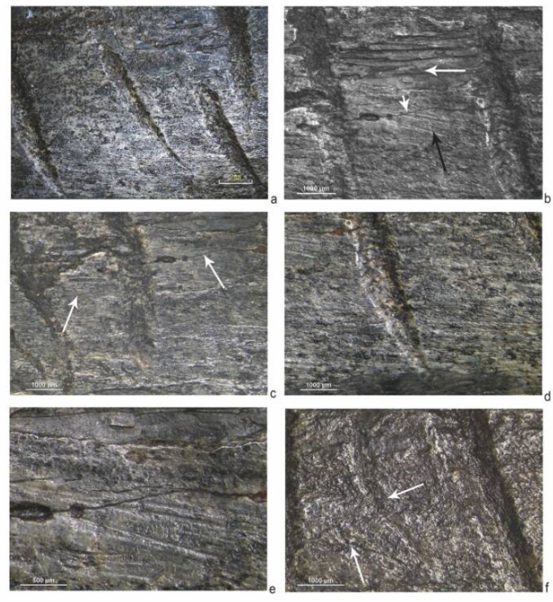 Trong một nghiên cứu mới được công bố trên Tạp chí Khoa học Khảo cổ học Quốc tế, các nhà nghiên cứu đã kiểm tra kỹ lưỡng xương gấu thời tiền sử bằng kính hiển vi 3D và chụp CT để hiểu sâu hơn về bản chất của các vết cắt trên xương. Ảnh: @T. Gąsior, Płonka và cộng sự.