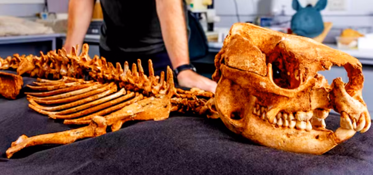 Tiến sĩ Tim Ziegler đến từ Viện nghiên cứu Bảo tàng Victoria, cho biết: “Những con kangaroo mặt ngắn như Simosthenurus occidentalis xuất hiện trong hồ sơ hóa thạch của Úc từ 10 đến 15 triệu năm trước, khi những khu rừng mưa rộng lớn bắt đầu nhường chỗ cho những môi trường sống khô cằn hơn. Với đợt tuyệt chủng hoàn toàn cách đây khoảng 45.000 năm trước, loài này đã biến mất khỏi lục địa Úc, tuyệt chủng cùng với 85% động vật lớn khác của Úc”. Ảnh: @Viện nghiên cứu Bảo tàng Victoria.